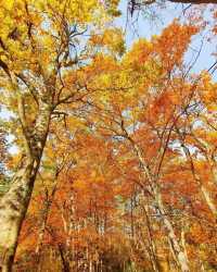 堪比香山紅葉的地方—四川光霧山