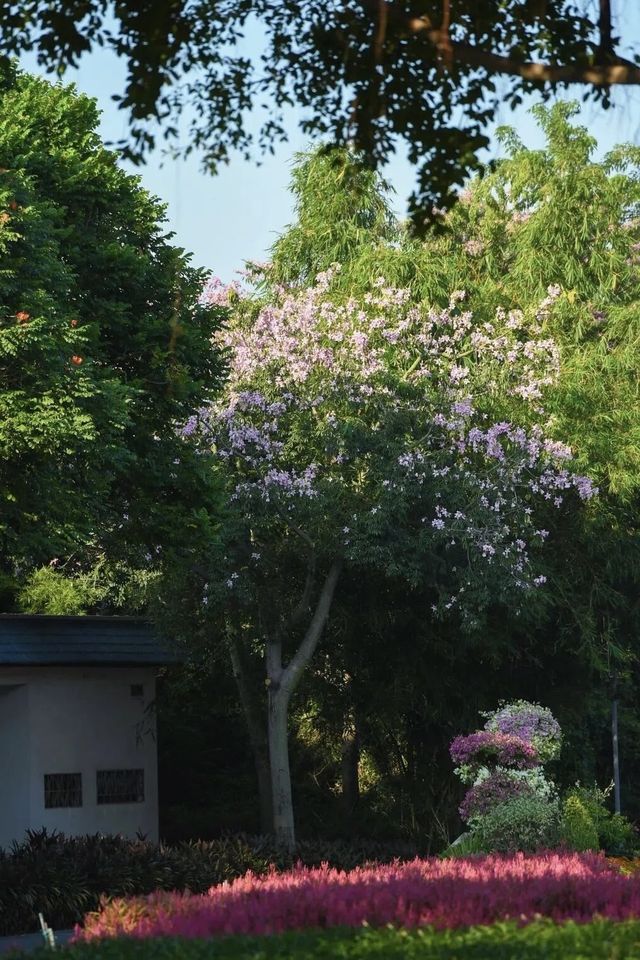 鷺島秋韻：美人樹綴城隅，粉瓣漫舞醉芳華