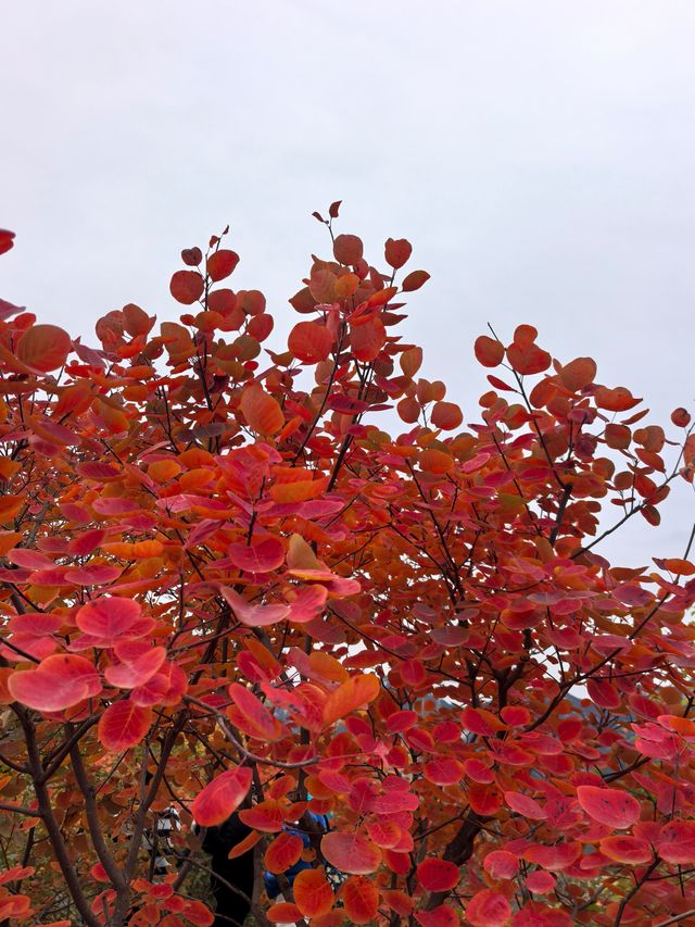 坡峰嶺的紅葉真的很美