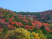 濟南賞紅葉必去｜郎茂山·蠍子山絕美秋色大公開