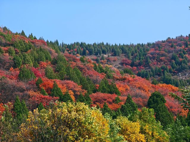濟南賞紅葉必去｜郎茂山·蠍子山絕美秋色大公開