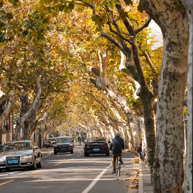 🍂상하이의 가을, 이 도시를 사랑하는 이유