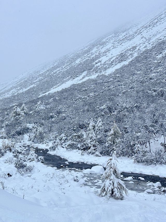 雪山之下，彩林環繞，這裡的秋天美到讓人忘詞！