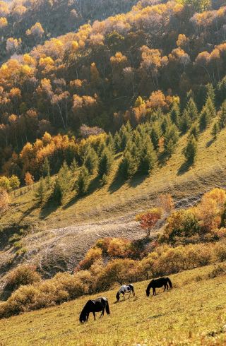 金秋烏蘭布統封神！3天2夜追秋攻略，避開90%的坑