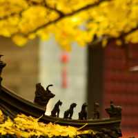 🍁 가을이 가장 아름다운 사찰, 대비사에서 찾은 고요함