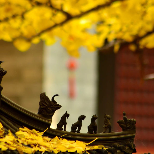 🍁 가을이 가장 아름다운 사찰, 대비사에서 찾은 고요함 🍁 가을이 가장 아름다운 사찰, 대비사에서 찾은 고요함