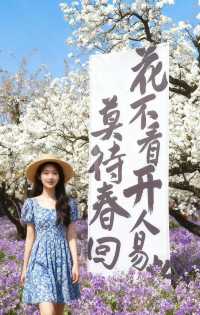 梨蘭同放宿遷三台山の春日限定花海美哭我了！