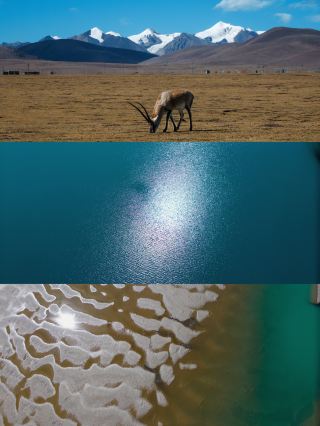 티베트—절대 실망하지 않을 곳 영양과 설산의 약속