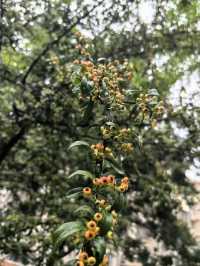 廣生泉菊展賞花攻略錯過等一年