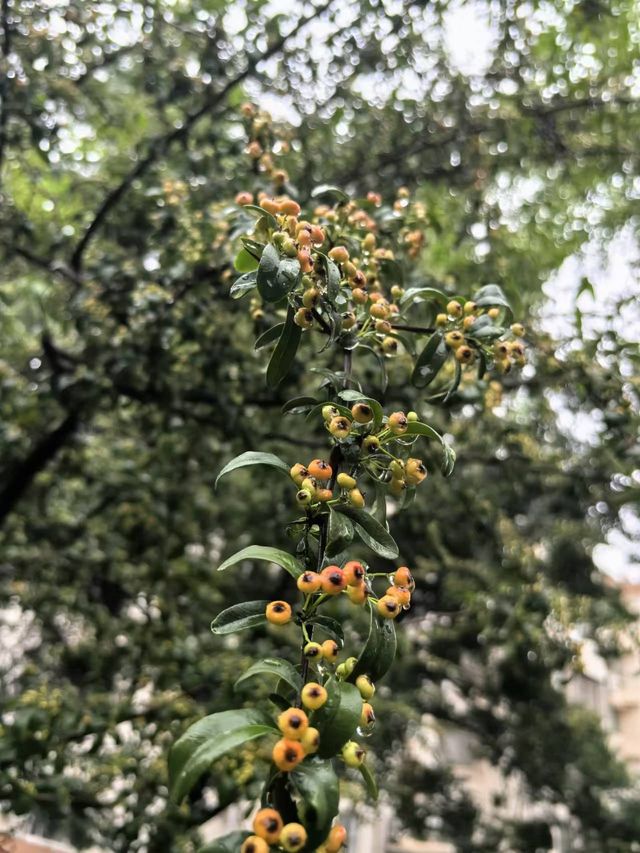 廣生泉菊展賞花攻略錯過等一年