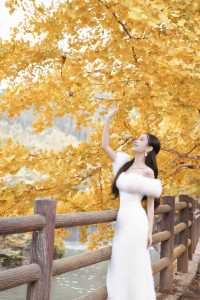 廣東銀杏天花板！韶關帽子峰旅遊景