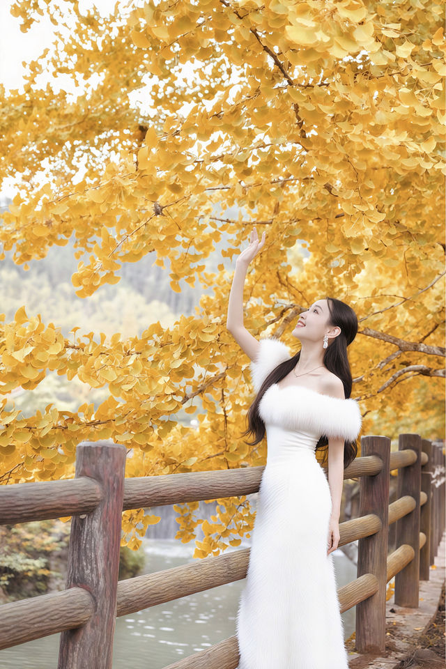 廣東銀杏天花板！韶關帽子峰旅遊景