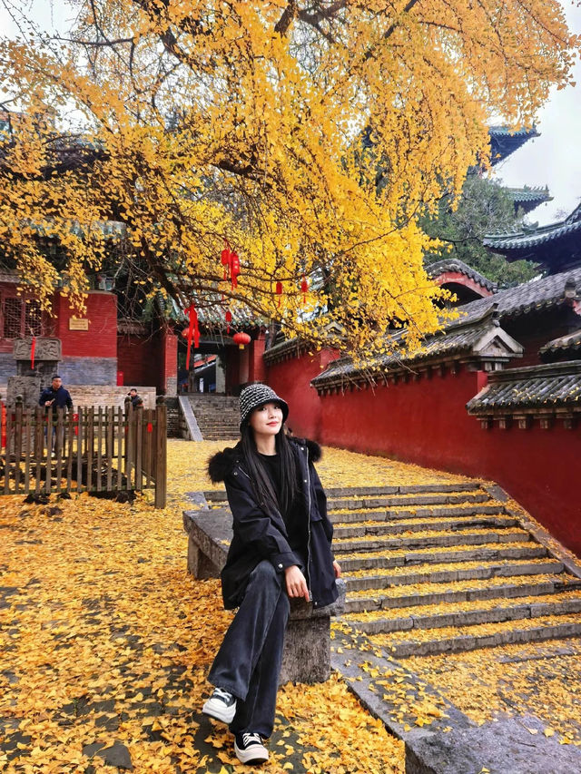 登封最佳銀杏拍攝地