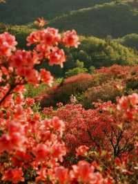 莫干山賞楓親子遊！帶娃追95%紅楓超治癒