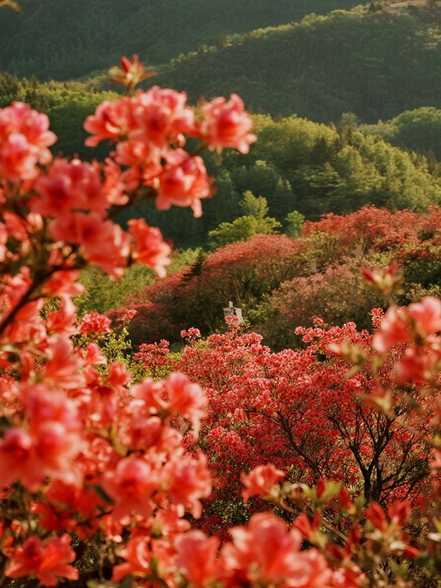 莫干山賞楓親子遊！帶娃追95%紅楓超治癒