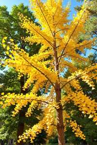 被野三坡的"火焰楓"驚艷到說不出話！