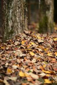 這裡的秋色不等人