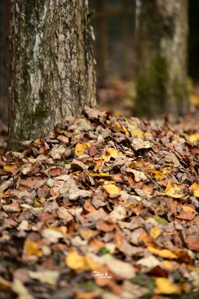 這裡的秋色不等人