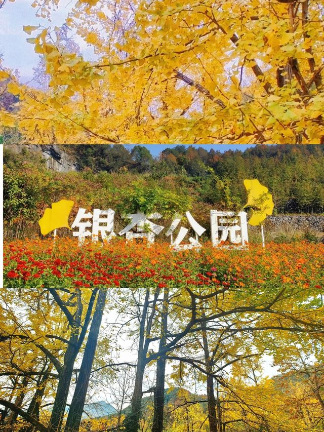 你還沒去過靈山坞銀杏公園？這份秋日浪漫已加載99%