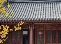 秋日必打卡！南京清涼山銀杏谷免費逛這樣玩更盡興！