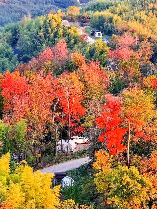 江浙滬staycation｜山野樹屋+露營的雙重快樂