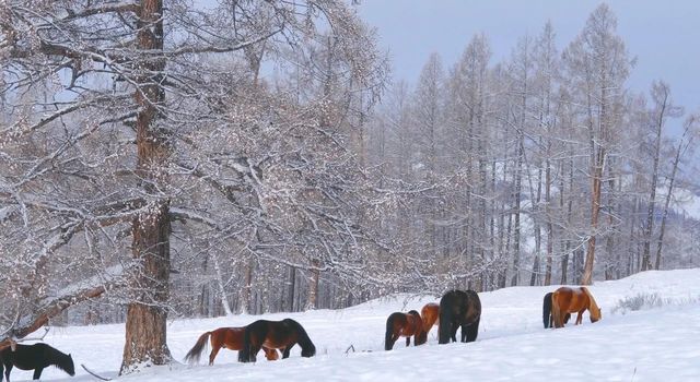 大興安嶺五天四夜奇幻之旅 大興安嶺五天四夜奇幻之旅