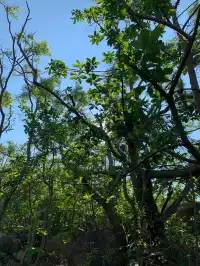 馬天頂徒步攻略,一路美景相伴