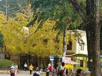 帽子峰林場金黃秋日仙境