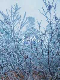 雪松霧淞絕美拍攝地仙鳳山霧淞:冰雕玉琢的幻境