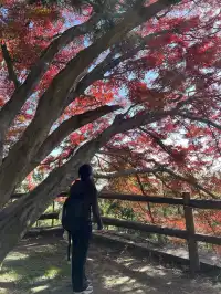 莫干山的正確打開方式