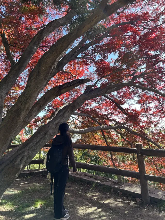 莫干山的正確打開方式 莫干山的正確打開方式