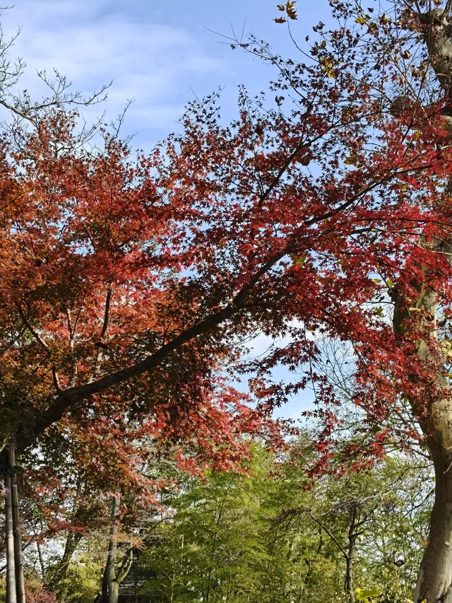莫干山太美了 好棒完成人生第一次徒步 莫干山太美了 好棒完成人生第一次徒步