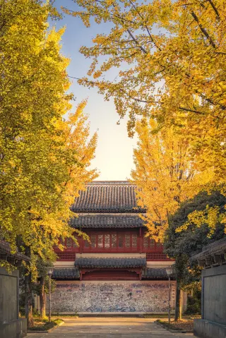 Shaoxing Ginkgo Photo Collection｜Step into the Golden Jiangnan