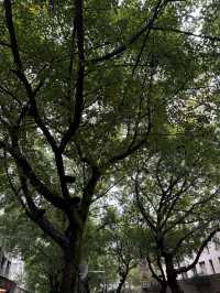 重慶散步|十一月依舊翠綠的鵝嶺公園