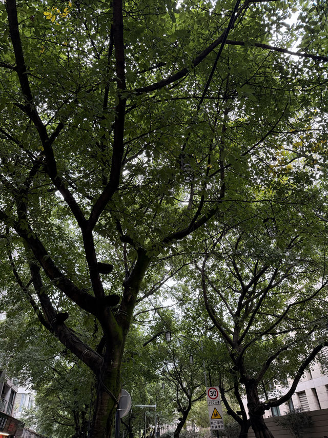 重慶散步|十一月依舊翠綠的鵝嶺公園 重慶散步|十一月依舊翠綠的鵝嶺公園