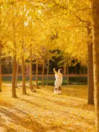 找到了!上海黃得最早的銀杏林免費人少