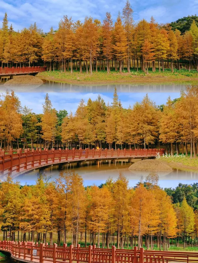 18圖帶你看深圳秋冬限定美景 18圖帶你看深圳秋冬限定美景