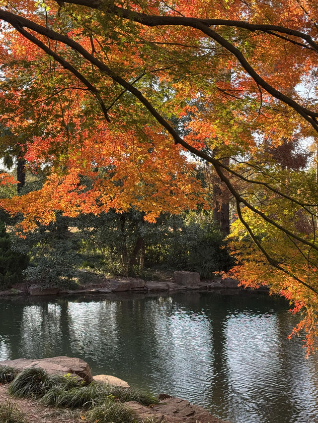 東郊秘境直出！比西郊美10倍的live級秋日畫冊