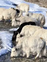 蘭州出發冰雪世界天祝祁連山馬牙雪山