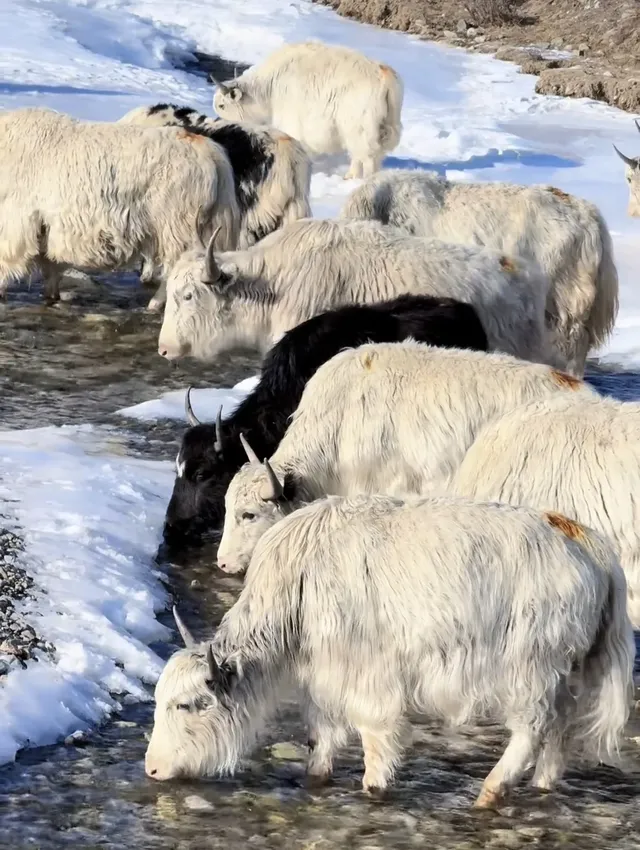 蘭州出發冰雪世界天祝祁連山馬牙雪山