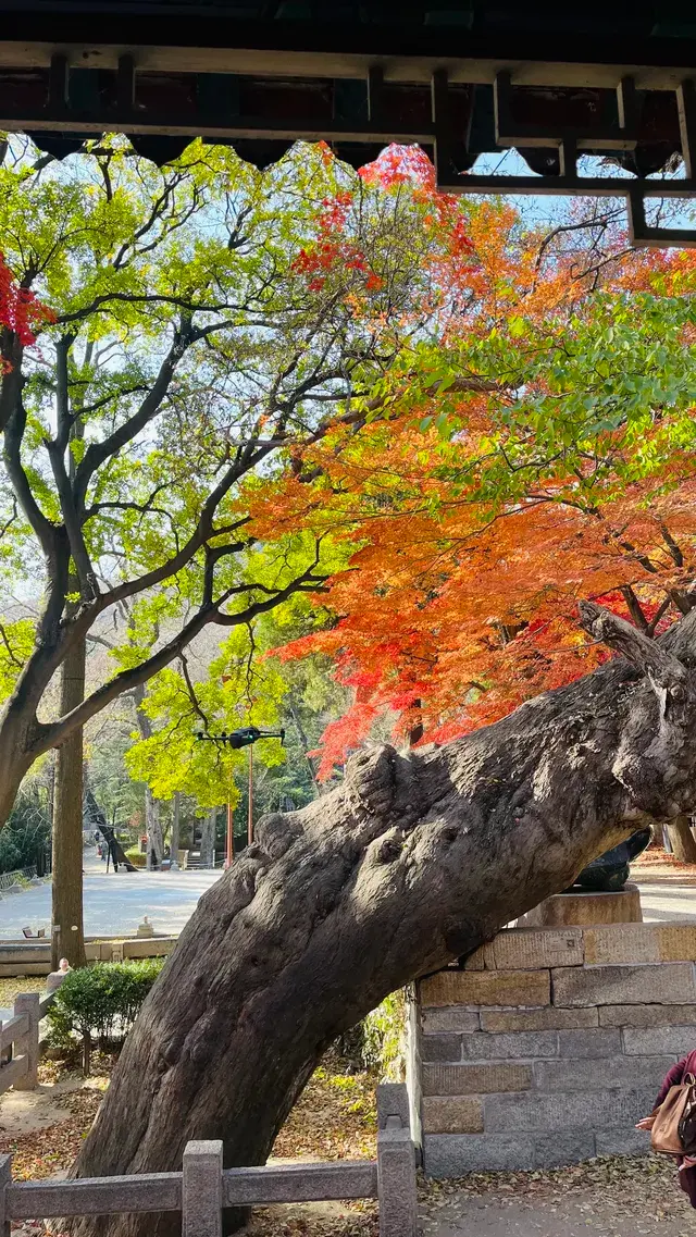 12.1號實況，青島崂山太清宮殺瘋了！