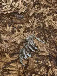 新西蘭北島值得二刷的羅托魯瓦