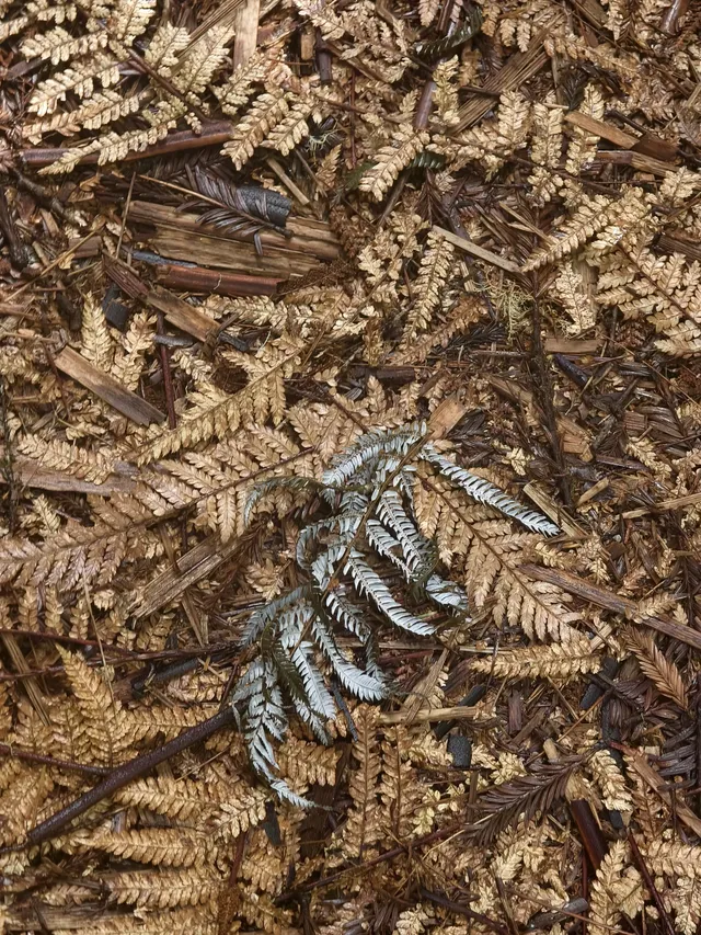 新西蘭北島值得二刷的羅托魯瓦 新西蘭北島值得二刷的羅托魯瓦