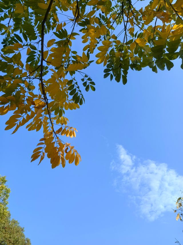 南京綠博園秋日限定藏在城市的絕美秘境 南京綠博園秋日限定藏在城市的絕美秘境