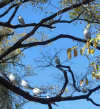 翠湖公園的海鷗全體出動！現在流行"爬樹"了🌳