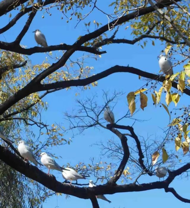 翠湖公園的海鷗全體出動！現在流行"爬樹"了🌳