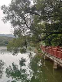 江門隱秘美景森林湖