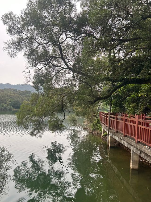 江門隱秘美景森林湖 江門隱秘美景森林湖