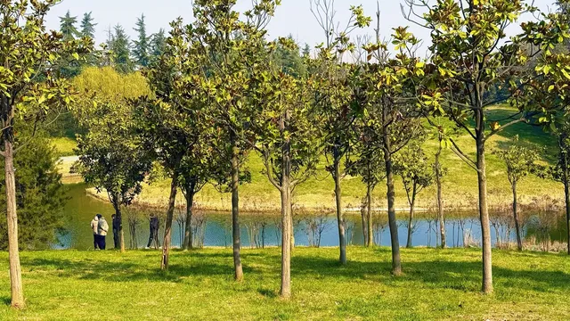 西安高新小森林 西安高新小森林