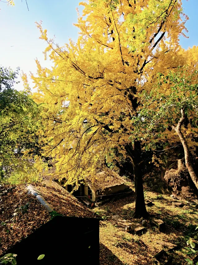 杭州紅楓反向線|3h拍爆西湖秋景~ 杭州紅楓反向線|3h拍爆西湖秋景~